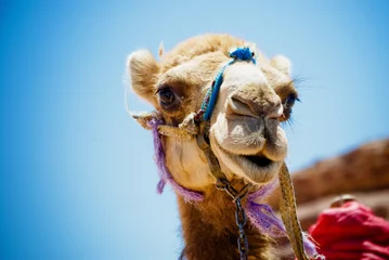 Photo sur Plexiglas Chameau Tête de chameau