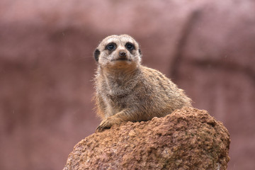 Fototapeta premium Meerkat Family