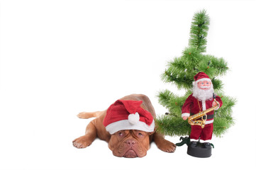 Sad dogue de borgeaux waiting for Santa