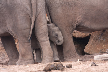 Obraz premium Baby Elephant