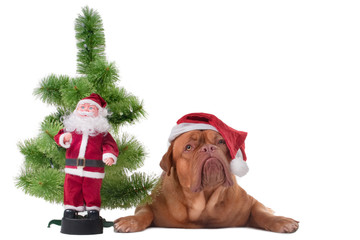 Puppy waiting for Santa Claus