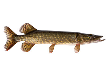Pike