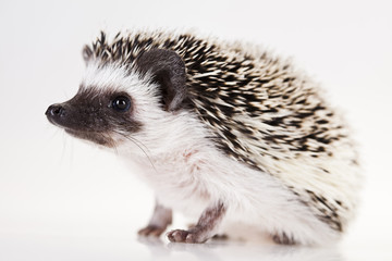 Hedgehog