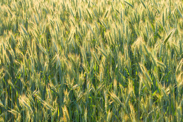 unripe ears of wheat