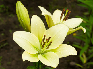 Fototapeta premium white lily