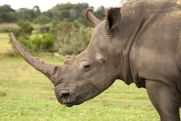 Fototapeta premium White Rhino Profile
