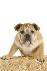 dog on bale of straw