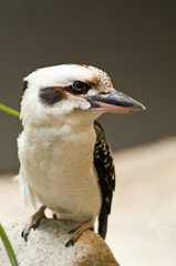 Kookaburra