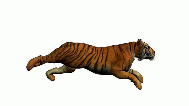 Tiger Running