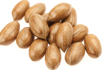 Pecan isolated on white