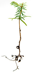Little fir