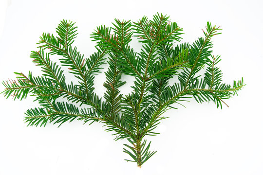 fir branch