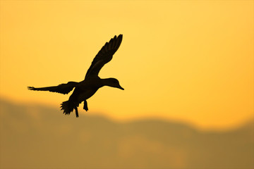 Duck landing silhouette