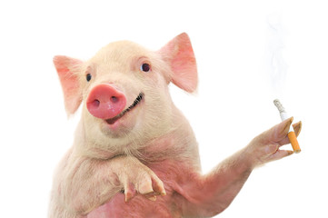 Pig Smoking Cigarette