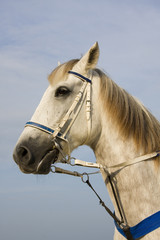 Horse head portrait