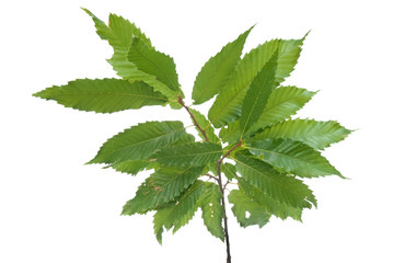 Naklejka na ściany i meble Branch of green leaves chestnut