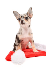 Chihuahua christmas