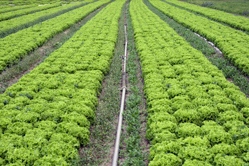 Fototapeta na wymiar Salades et irrigation