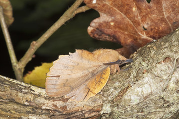 Lappet (Gastropacha quercifolia) sitting on stem