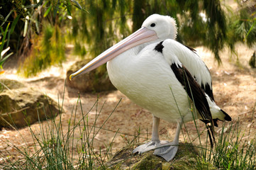Australian pelican is posing for the camera in a funny posture