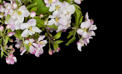 Blossoming apple-tree on black postcard