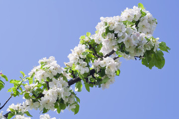 Blossoming apple tree branch on cyan