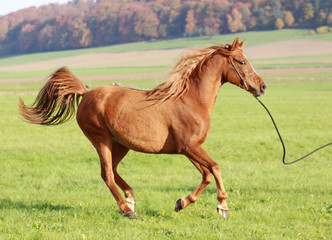 Arabisches Vollblut im Galopp
