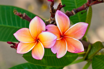 Close-up of two beautiful pink plumeria