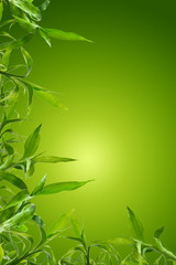 bamboo background