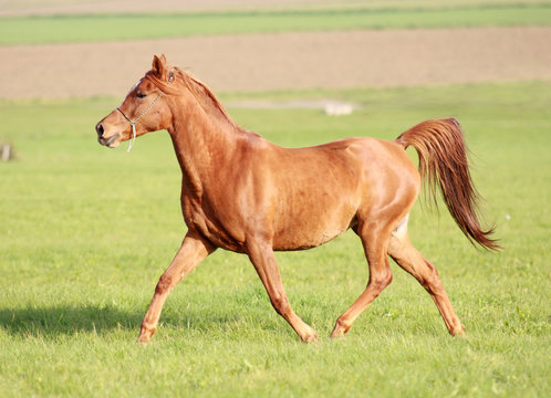 Asile Vollblutaraber Stute