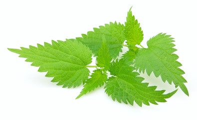 Young nettle