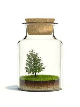 Tree on grass in the bottle isolated on white