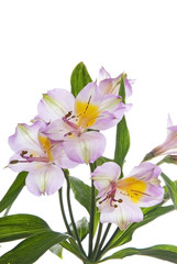 Obraz premium Alstroemeria lily