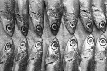 Obraz premium Fresh Italian anchovies