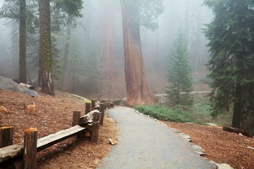  Sequoya © Galyna Andrushko