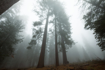 Fototapeta na wymiar Sequoya