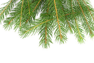fir-tree