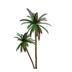 Fototapeta na wymiar colorful palm
