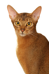 portrait du chat abyssin au regard perçant