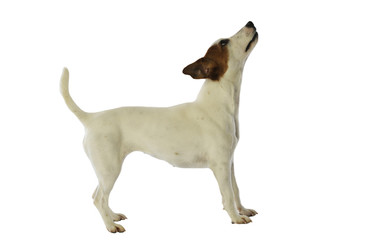 Jack russell terrier attirant l'attention