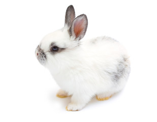 Happy New Year of rabbit