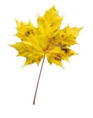 Mapple leaf