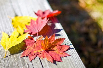 Obraz premium 落ち葉