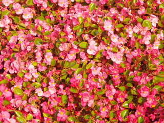 Fototapeta premium Flowerbed