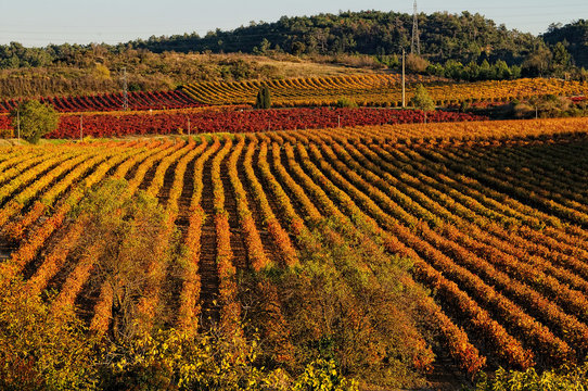 vignobles autour de carcassonne