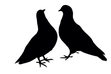 Pigeons
