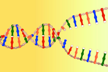 Separated DNA strands