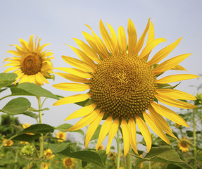 beautiful sunflower in the garden