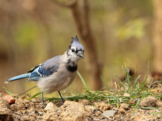 Blue Jay, Cyanocitta cristata