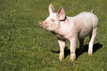 maialino